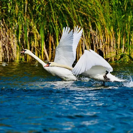 Prázdninový dům Portita Spre Delta